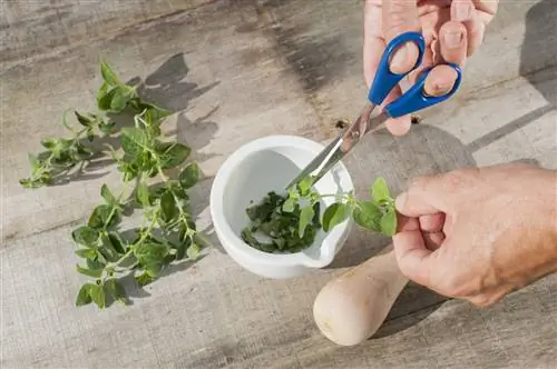 Мои рецепты хорошего самочувствия: орегано (Origanum vulgare)