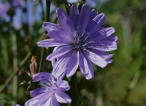Цикорий, средство для печени и селезенки
