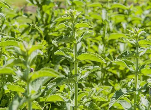 Мята перечная (Mentha xpiperita) крупным планом