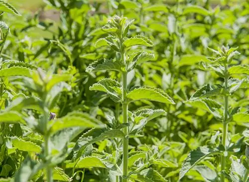 Мои рецепты хорошего самочувствия: Мята перечная (Mentha x Piperita)