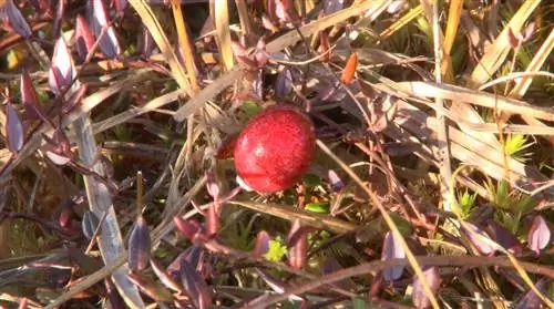 Польза клюквы для здоровья