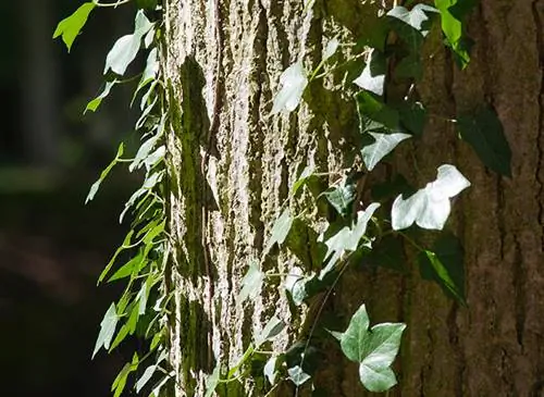 Айви залезает на ствол