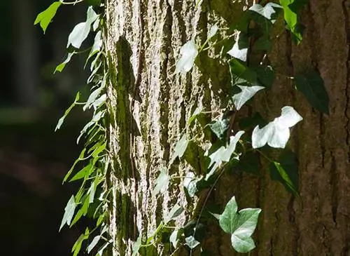 Мои рецепты хорошего самочувствия: плющ вьющийся (Hedera helix)