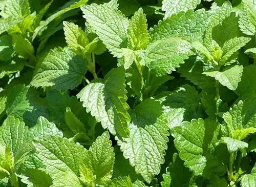 Мои рецепты хорошего самочувствия: мелисса лекарственная (Melissa officinalis)