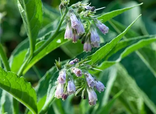 Мои рецепты хорошего самочувствия: окопник (Symphytum officinale)