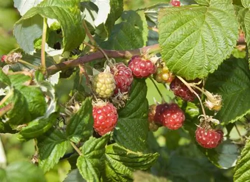 Мои рецепты хорошего самочувствия: малина (Rubus idaeus)