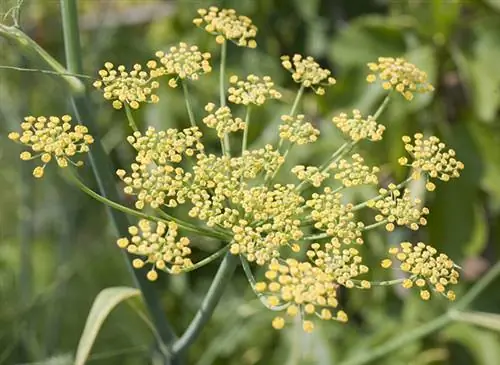 Мои рецепты хорошего самочувствия: фенхель обыкновенный (Foeniculum vulgare)
