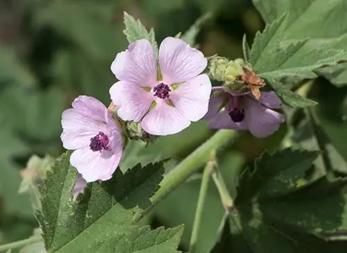 Мои рецепты хорошего самочувствия: алтей лекарственный (Althaea officinalis)