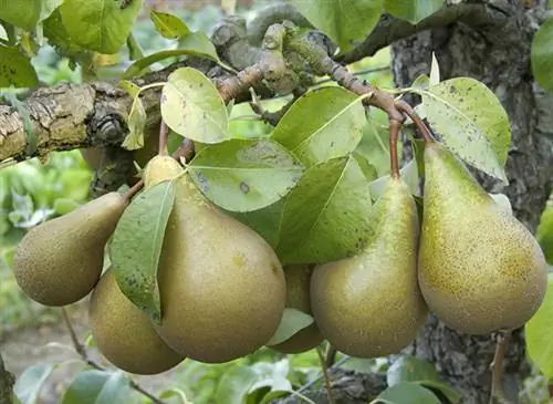 Мои рецепты благополучия: груша (Pyrus communis)