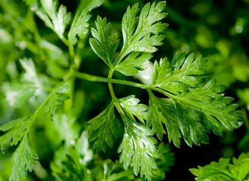 Мои рецепты хорошего самочувствия: Кервель (Anthriscus cerefolium)