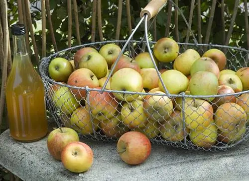 Мои рецепты хорошего самочувствия: яблоко (Malus x communis)