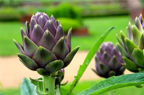 Мои рецепты хорошего самочувствия: Артишок (Cynara scolymus)