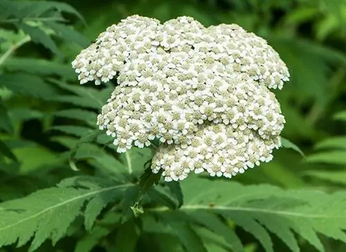 Мои рецепты хорошего самочувствия: Тысячелистник (Achillea millefolium)