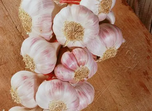 Мои рецепты хорошего самочувствия: чеснок (Allium sativum)