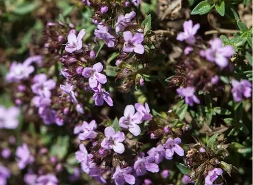 Мои рецепты хорошего самочувствия: тимьян (Thymus vulgaris)