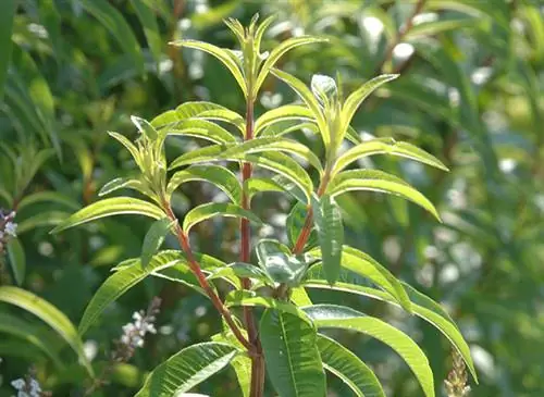 Мои рецепты хорошего самочувствия: вербена ароматная (Aloysia triphylla)