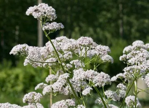 Мои рецепты хорошего самочувствия: валериана (Valeriana officinalis)