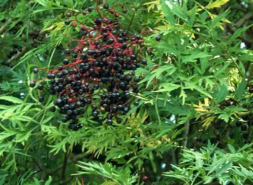 Sambucus nigra, кустарник, ягоды