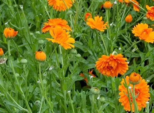Бархатцы (Calendula officinalis)