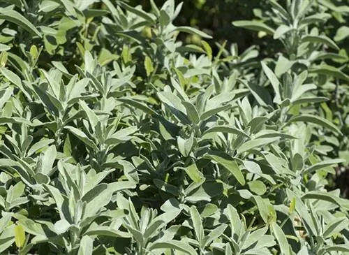 Шалфей (Salvia officinalis)