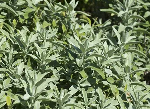 Шалфей (Salvia officinalis)