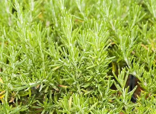 Розмарин (Rosmarinus officinalis)