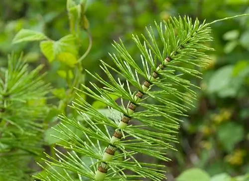 Хвощ полевой (Quisetum arvense)