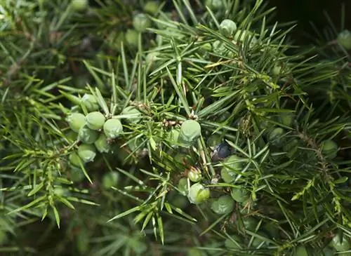 Juniperus communis, можжевельник обыкновенный, съедобный/крупный план/зеленая ягода можжевельника на ветке Juniperus communis, можжевельник обыкновенный, съедобный/крупный план/зеленая ягода можжевельника на ветке