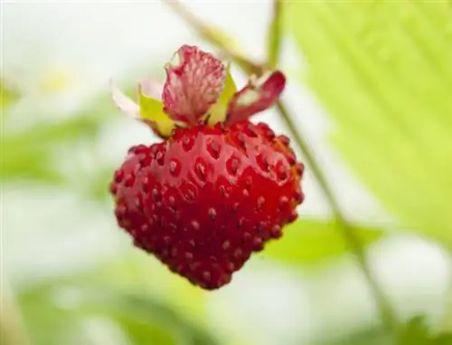 Мои рецепты хорошего самочувствия: земляника (Fragaria vesca)