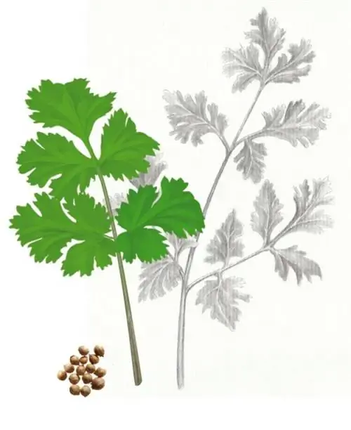 кориандр