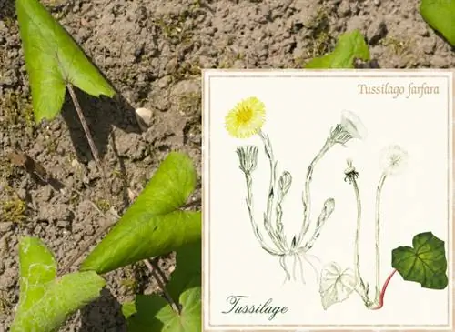 Естественное благополучие: мать-и-мачеха от кашля