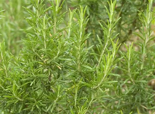 Розмарин (Rosmarinus officinalis)