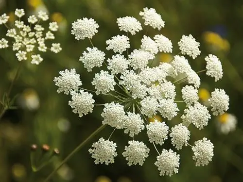 Естественное благополучие: кервель