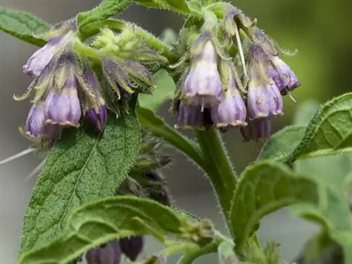 фитотерапия, окопник, припарка, растяжение связок