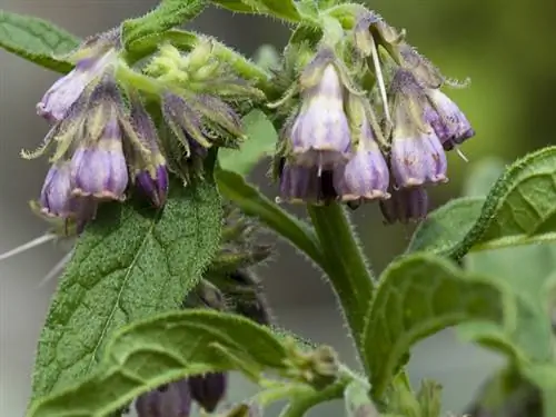 Естественное благополучие: окопник