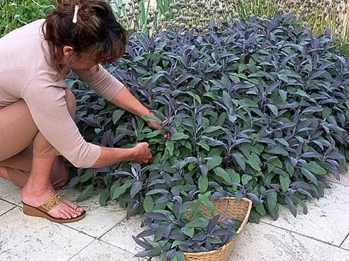 Сбор лекарственных мудрецов, установленных по краям