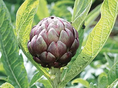 Естественное благополучие: достоинства артишока