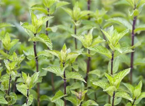 перечная мята