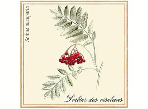 рябина, Sorbus aucuparia, вяжущее, от кашля