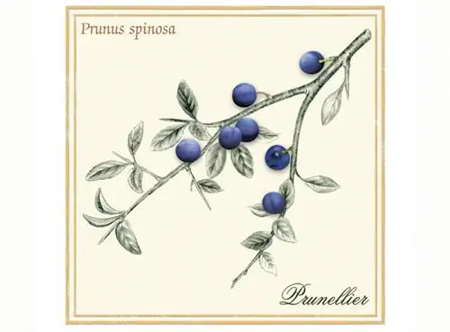 Иллюстрация: плоды терновника