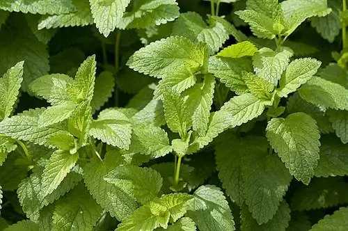 Мелисса