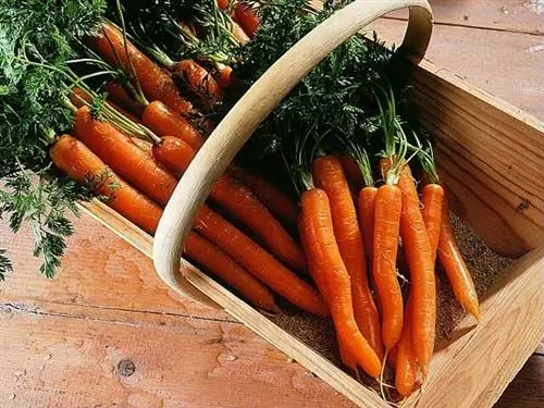 Морковный пирог из кервеля
