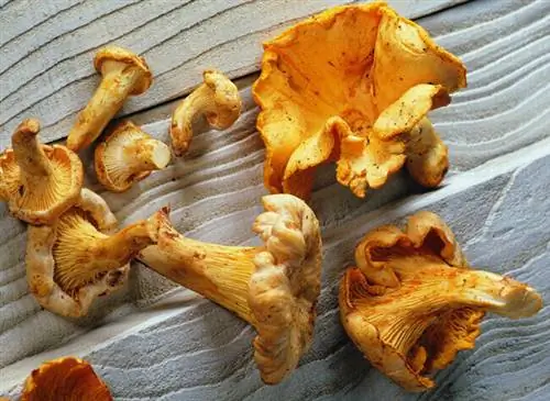 Вкусные грибы лисички можно приготовить разными способами.