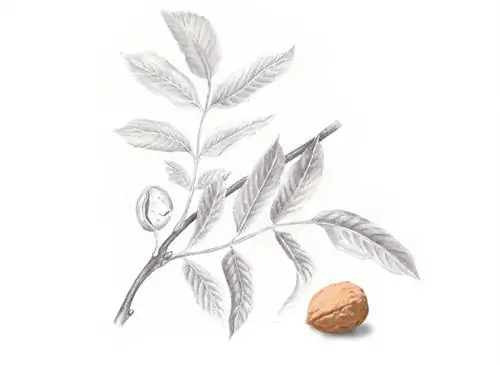 Ботаническая пластина: Орех грецкий, орех обыкновенный (Juglans regia).