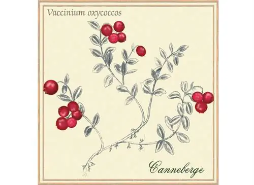 Ботаническая пластинка: клюква Vaccinium macrocarpon