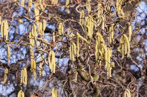 Орешник (Corylus avellana) и его сережки