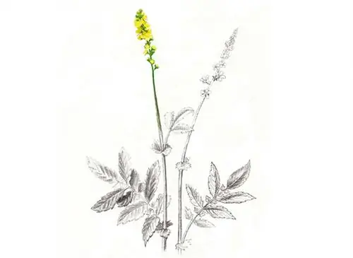 Ботаническая тарелка: Репейник эвпаторный (Agrimonia eupatoria)