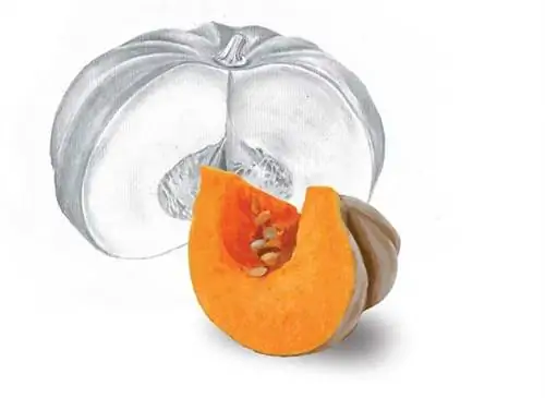 Ботаническая доска: Тыква (Cucurbita maxima)