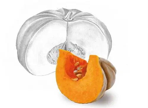 Ботаническая доска: тыква (Cucurbita pepo)