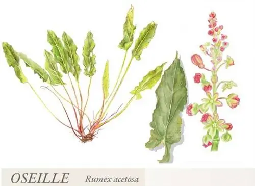 Ботаническая пластинка: щавель обыкновенный (Rumex acetosa).
